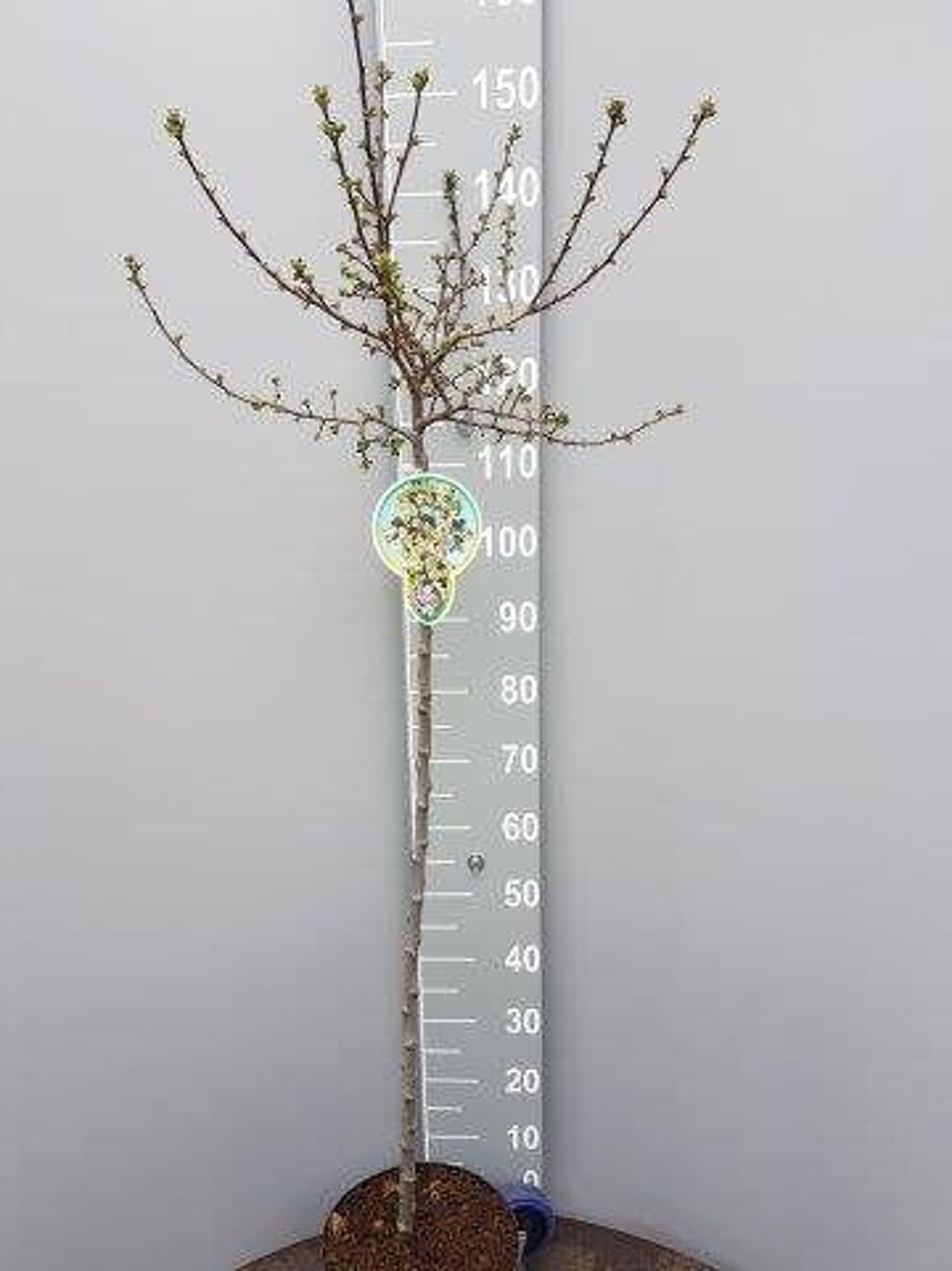 Malus toringo 'Tina' - 120 CM Stem C7.5